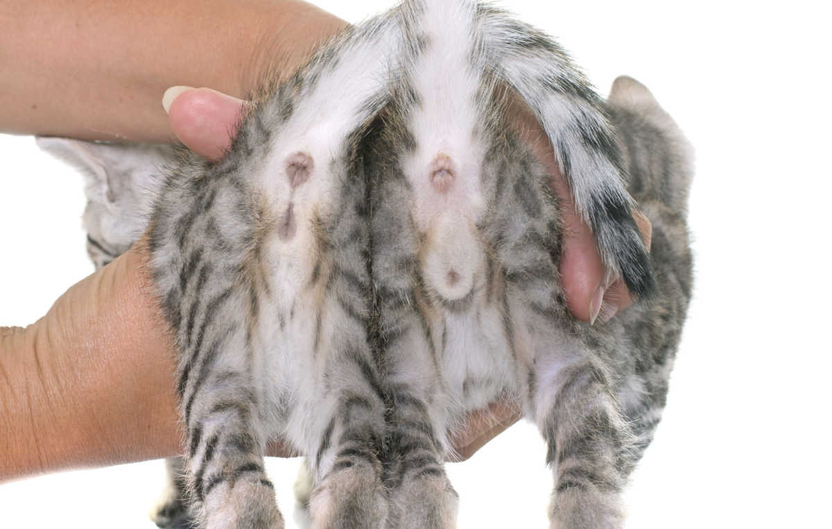 Comprobación de los genitales de los gatitos para ver si son machos o hembras