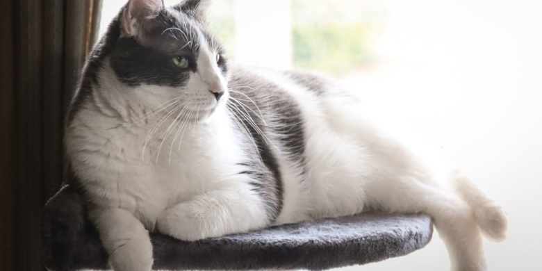 Grey White Short Hair Cat on Tree