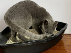 Kitten George inside a litter box