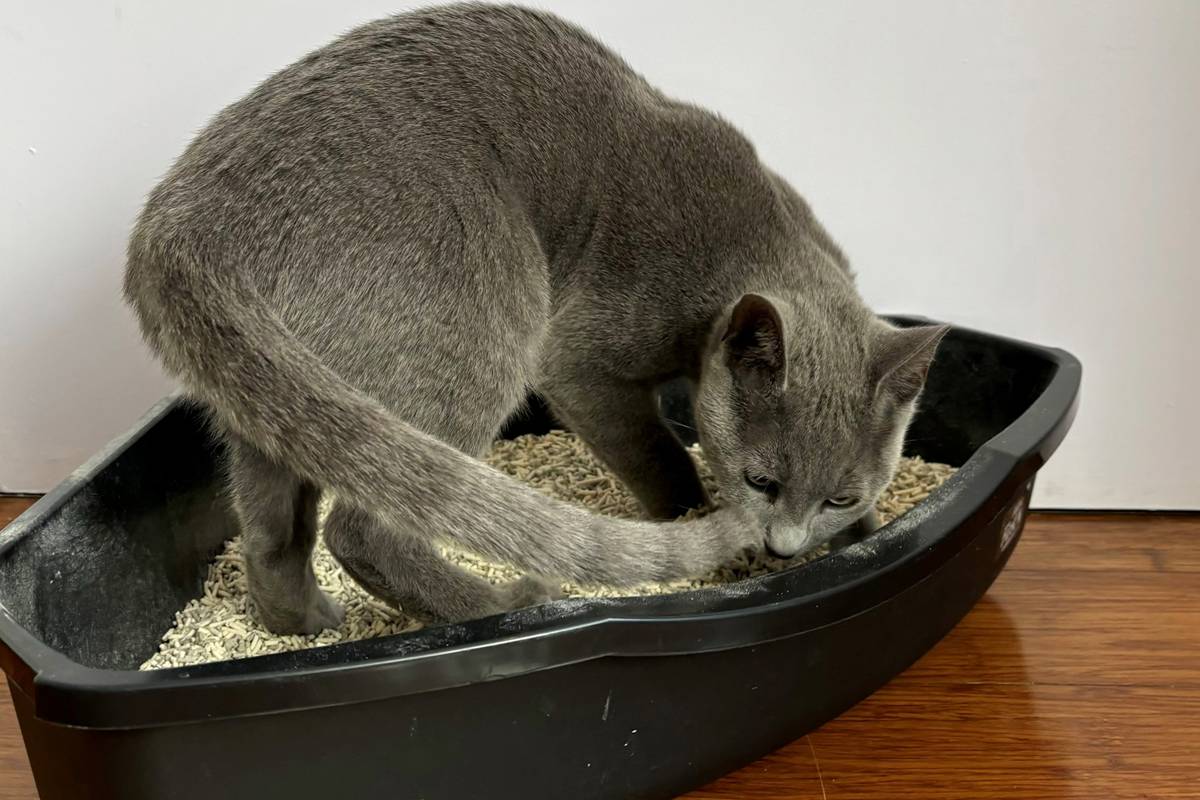 Kitten George inside a litter box