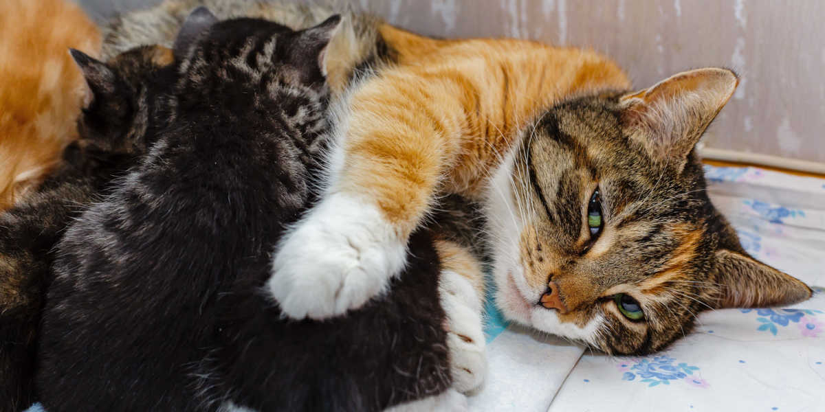 Mom cat nursing kittens