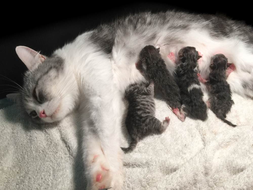 Madre gata esponjosa embarazada dando a luz