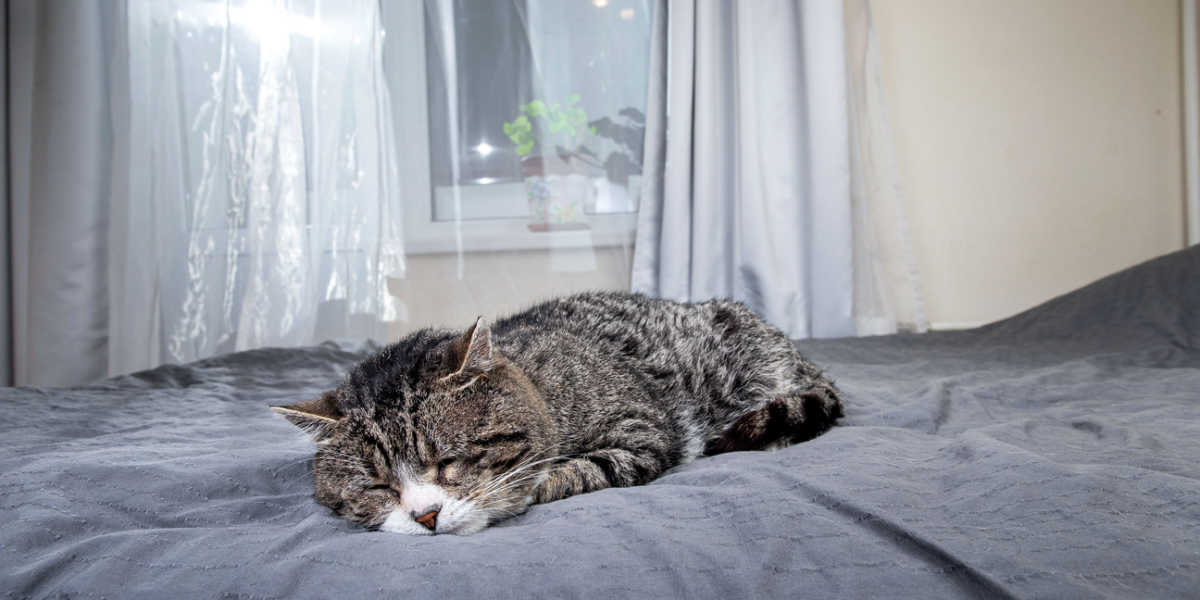 Viejo gato senior durmiendo