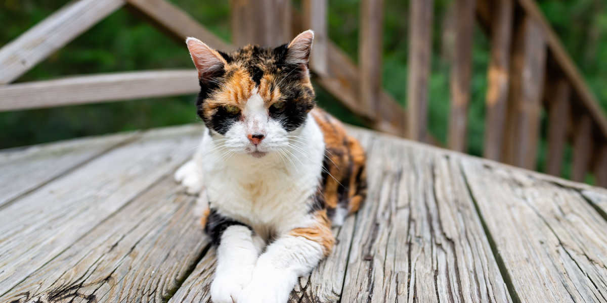 Old, skinny calico cat 