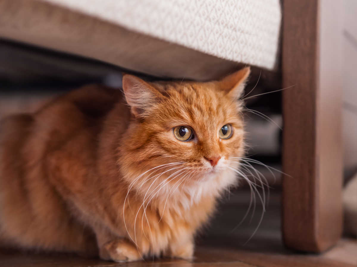 Gato naranja escondido debajo de la cama