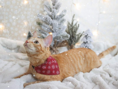 Orange Shorthair Tabby Winter Christmas Cats