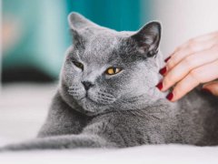 Gray cat petting coat