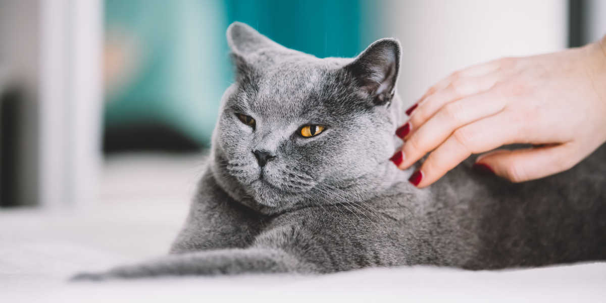 Gray cat petting coat