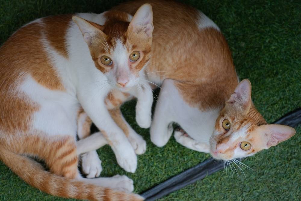 Foto de hermosos gatos gemelos