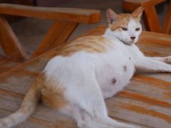 Pregnant cat lying outdoor