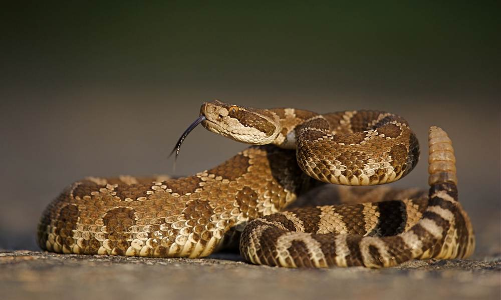 Rattle snakes