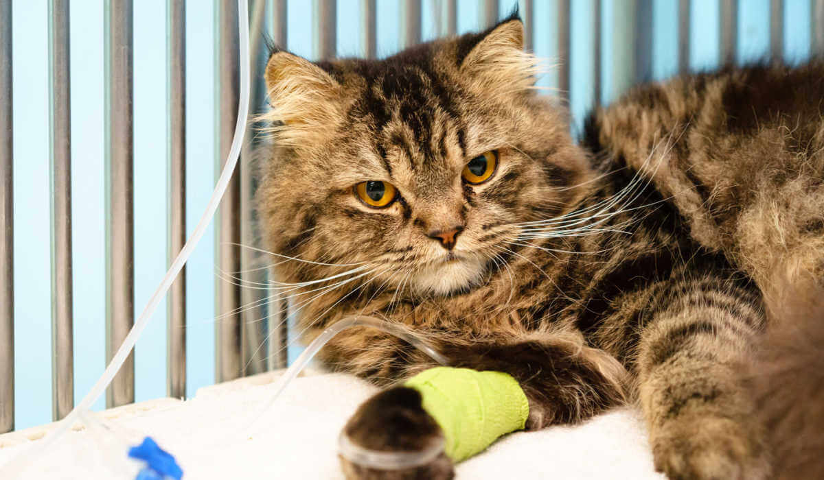 Terapia intravenosa para gatos enfermos