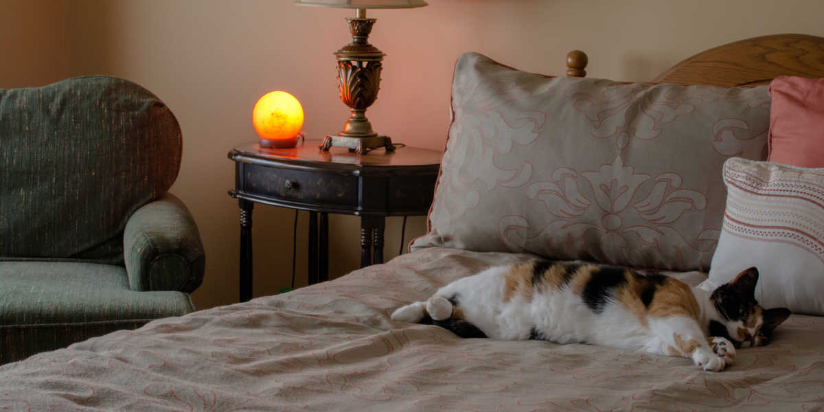 Cat lying on bed with salt lamp