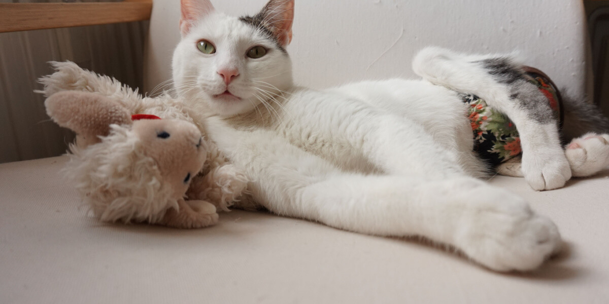 Gato con pañal y juguete.