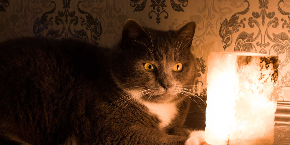 Cat with Himalayan salt lamp