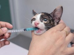 Giving kitten liquid medication