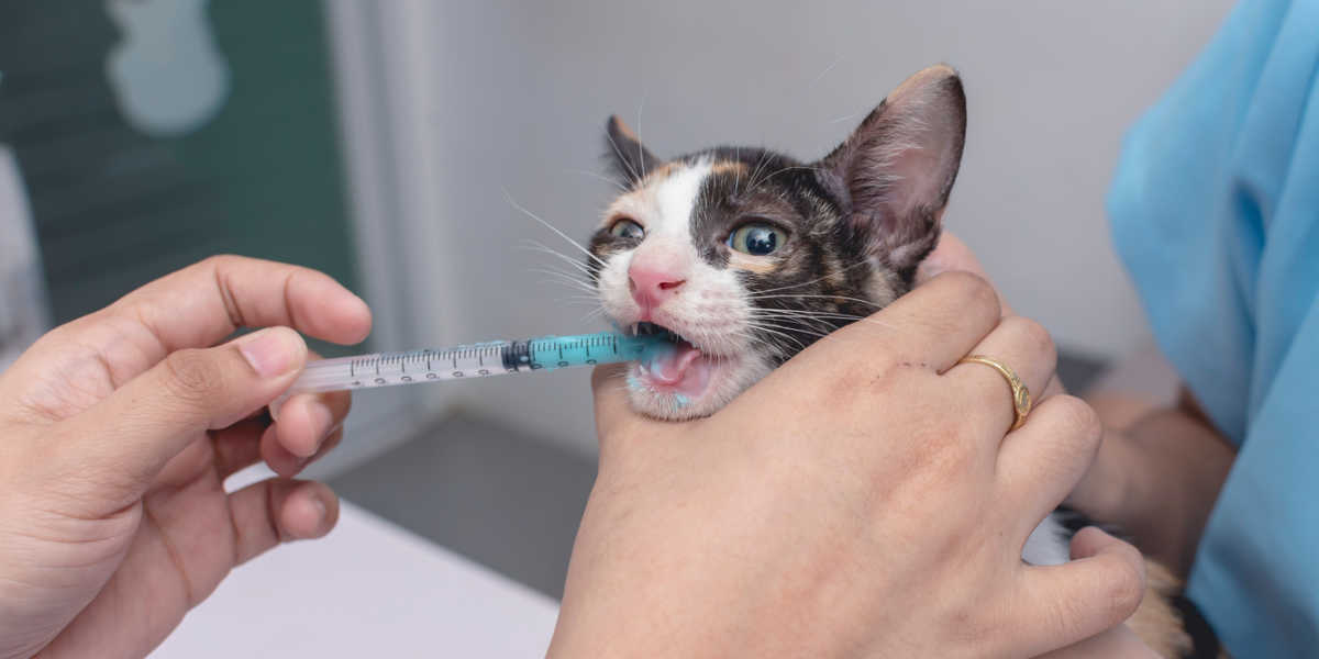 Dando medicina líquida a un gatito