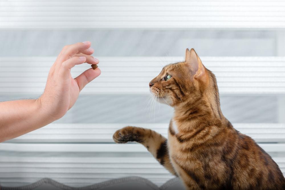 Training a thoroughbred cat for a treat