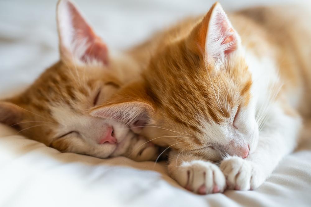 Dos gatitos atigrados naranjas durmiendo