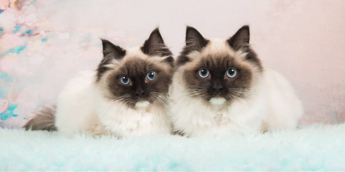 Two almost identical rag doll cats