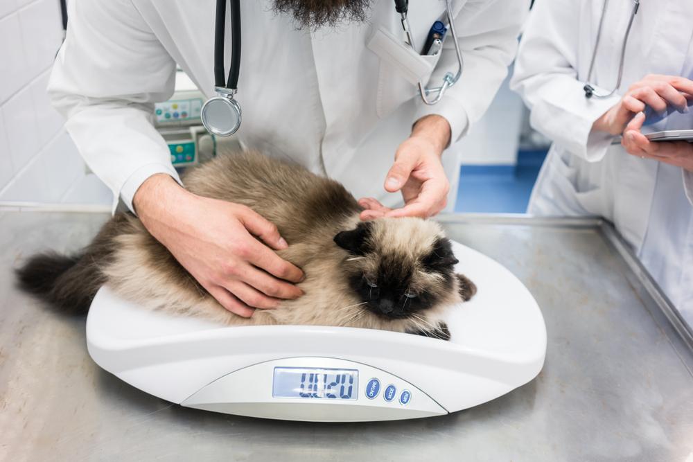 Vet putting cat on scale to measure
