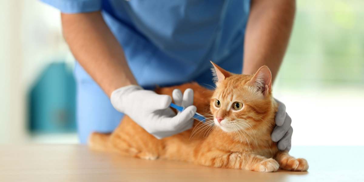 Médico veterinario vacunando a un gato en una clínica veterinaria
