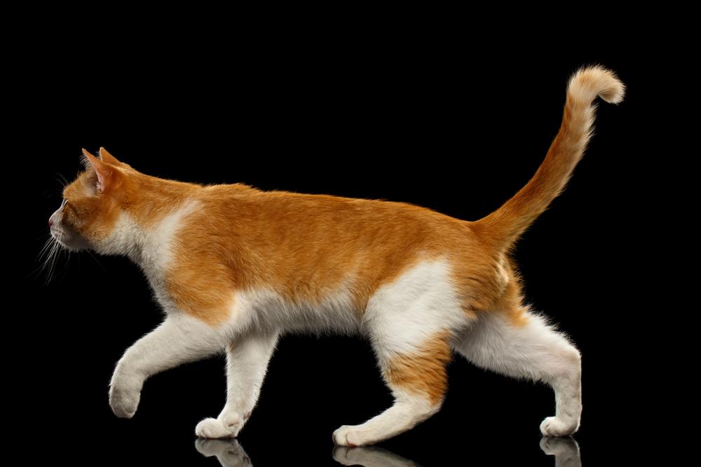 Walking Ginger Cat