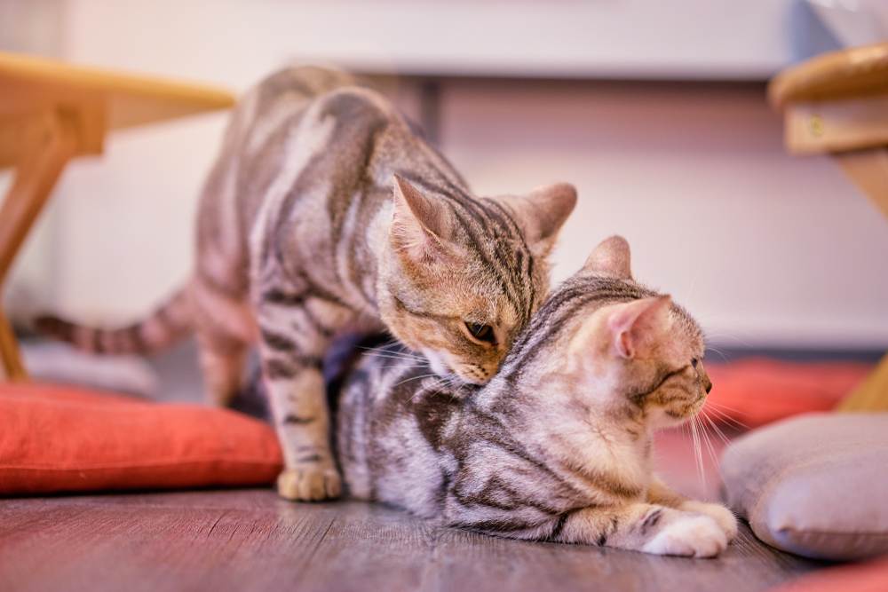 Charming image of an adorable cat sniffing another cat, demonstrating a common feline behavior used for social interaction and communication.