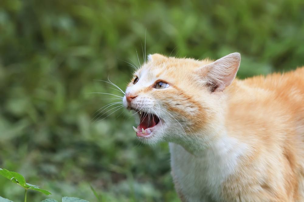 gato rojo agresivo
