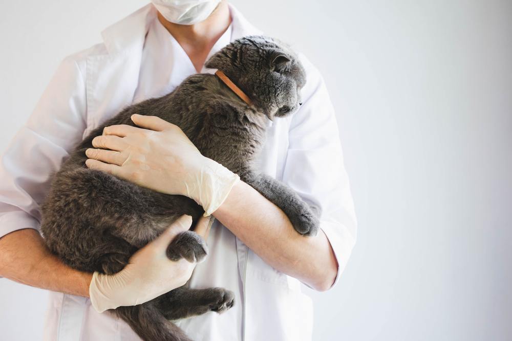 hermoso gato gris en manos de un veterinario