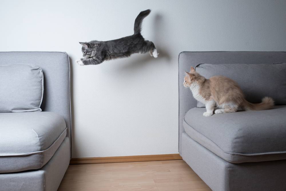 blue tabby maine coon kitten jumping from one sofa to another