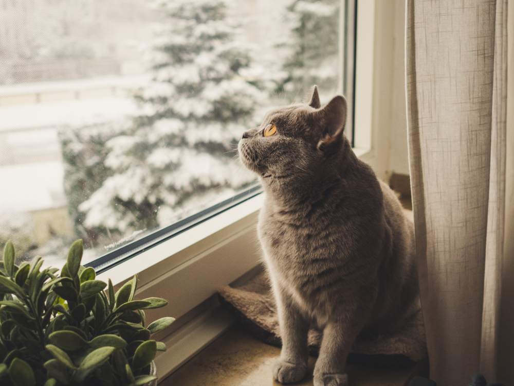 british short hair cat looking out the window at a snowy tree