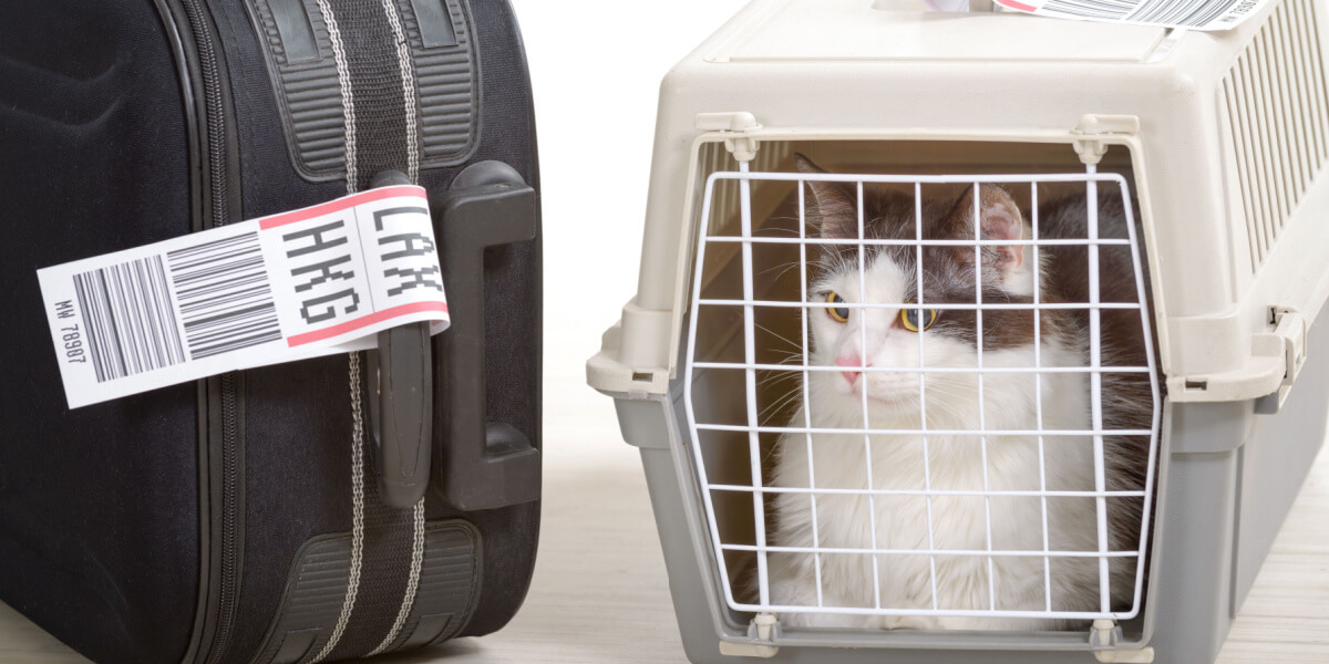 cat carrier near suitcase