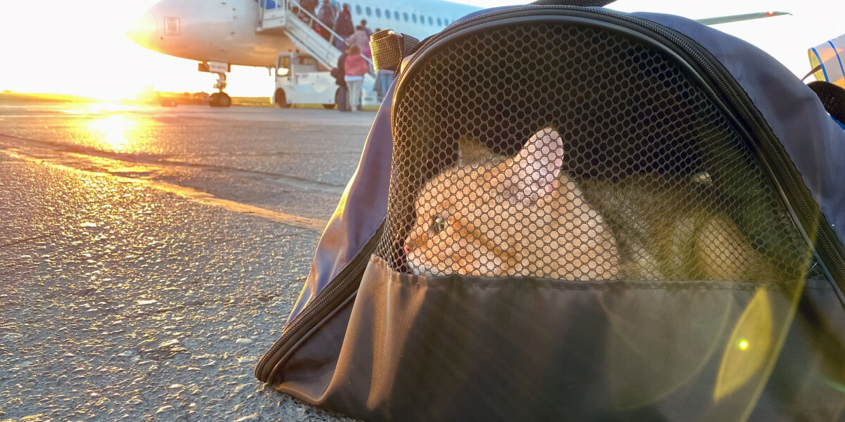 Cat in carrier near a plane