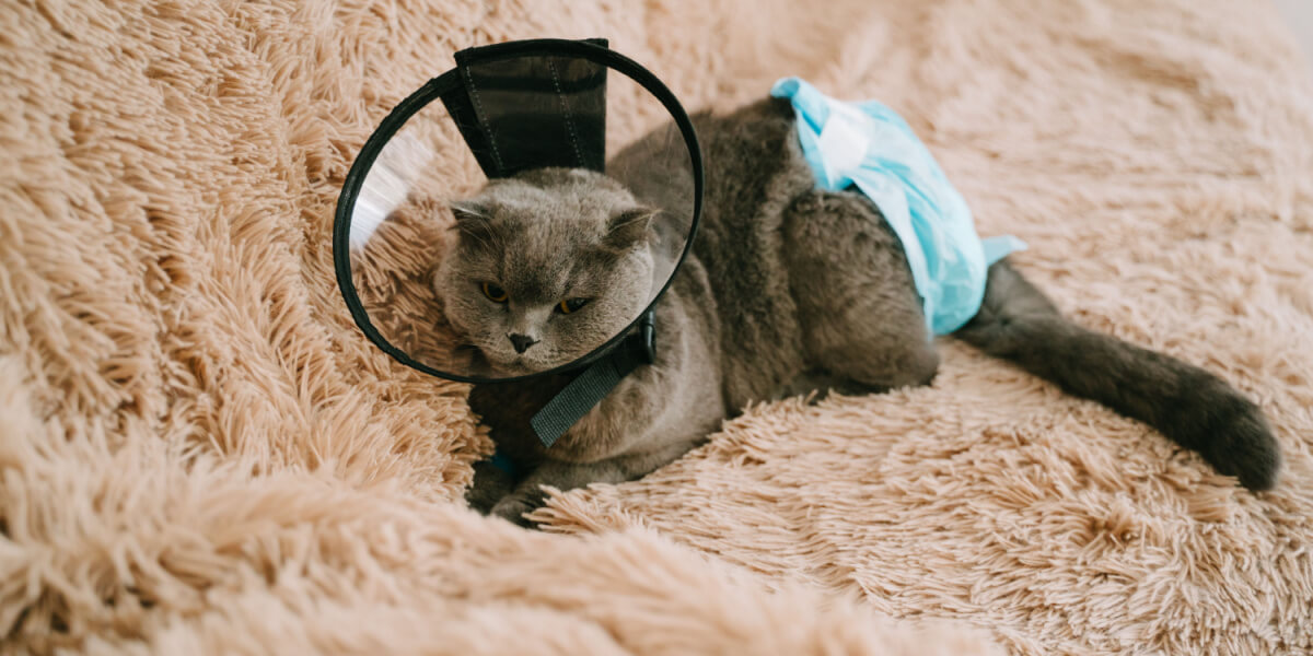 Gato con cono y pañal después de un trauma