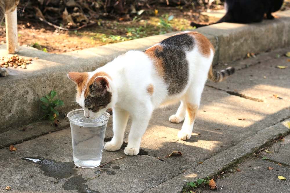 cat drink and eat food on the ground