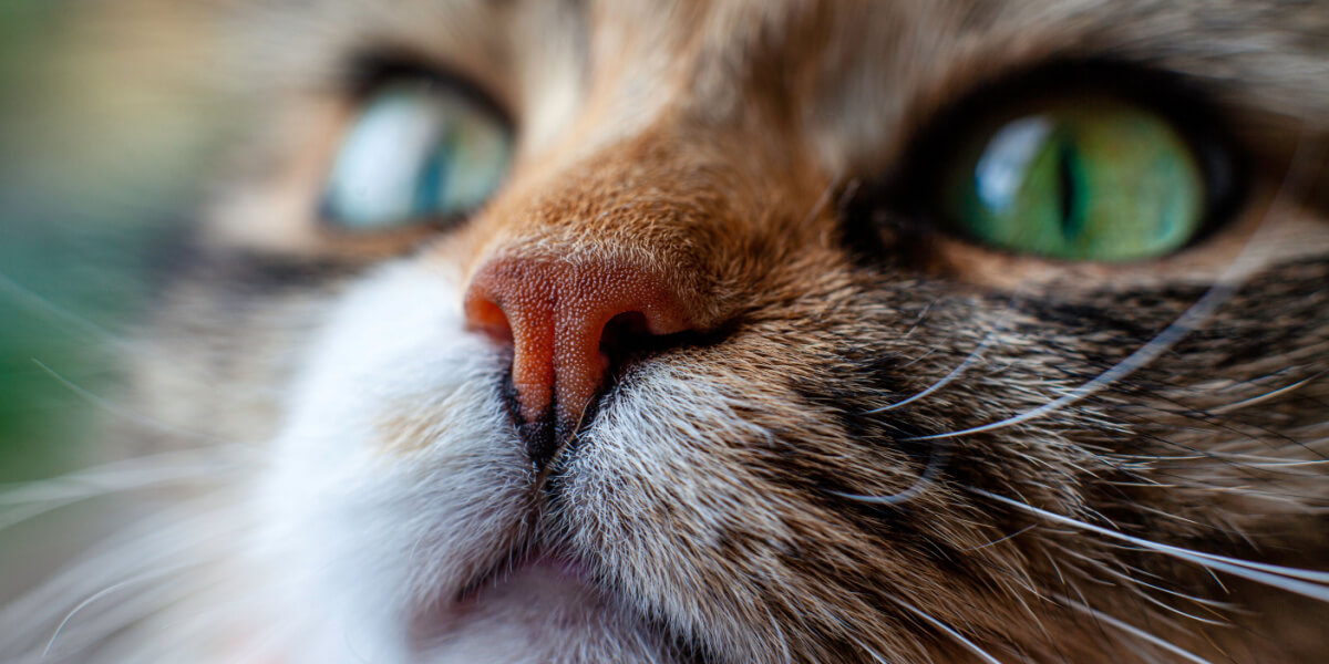 close up of cat's face