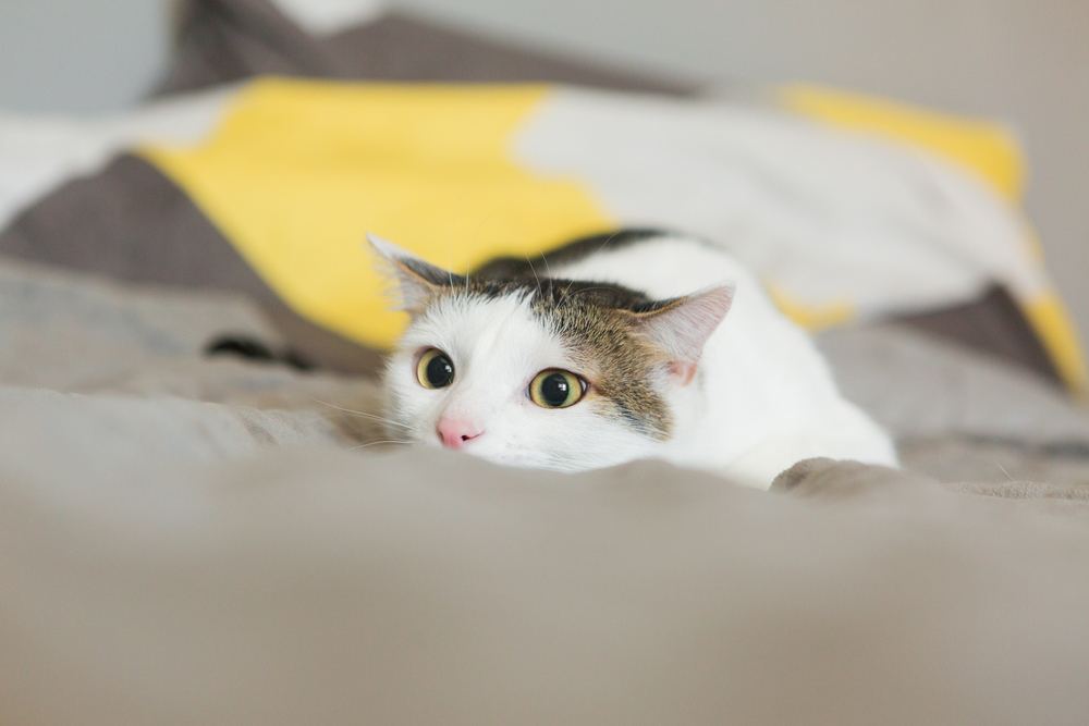 cat is hunting on the bed