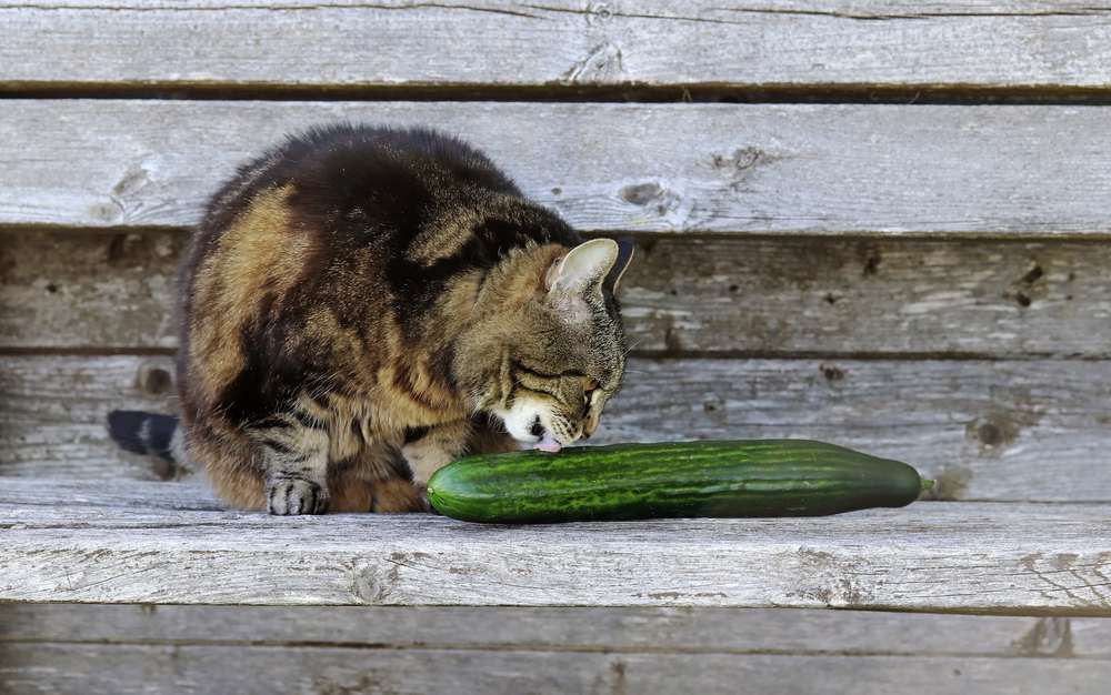 cat licks a cucumber