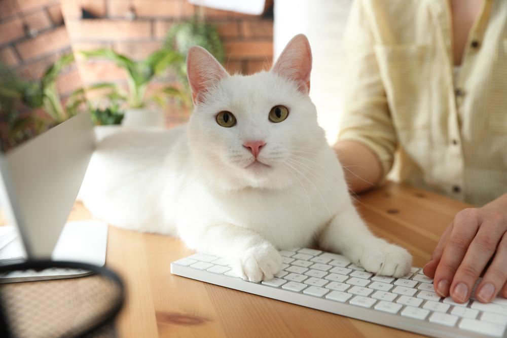 cat lying on keyboard and distracting owner