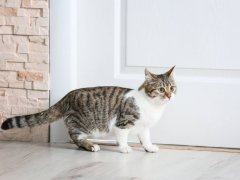 cat near door at home