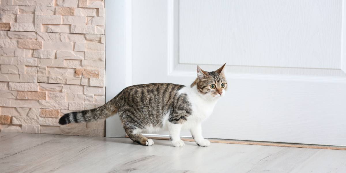 cat near door at home