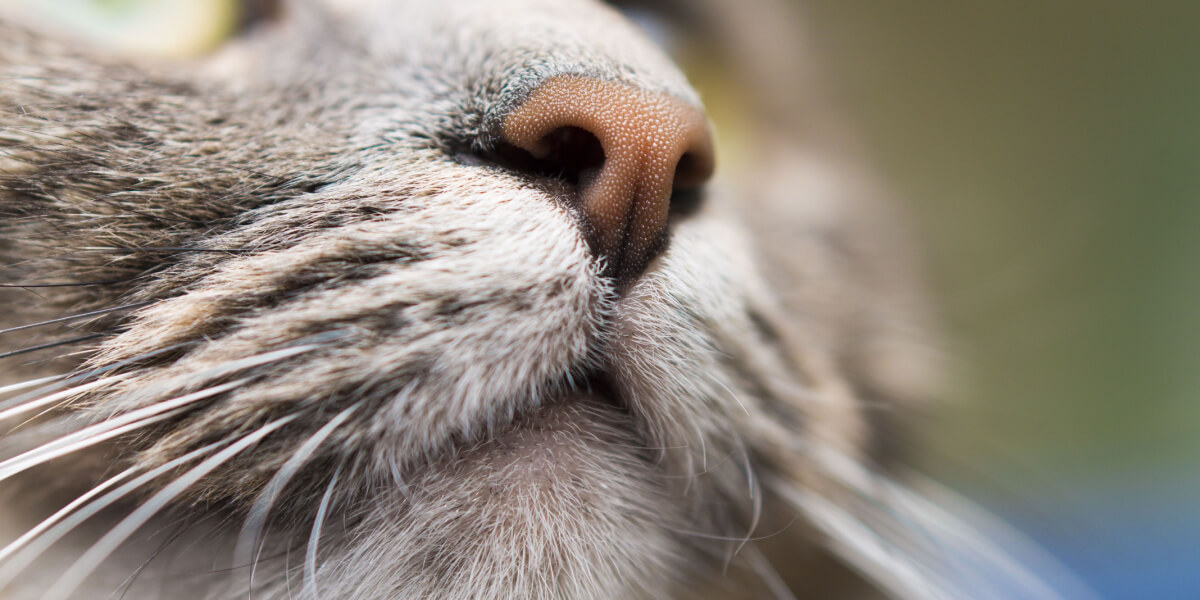 nariz de gato