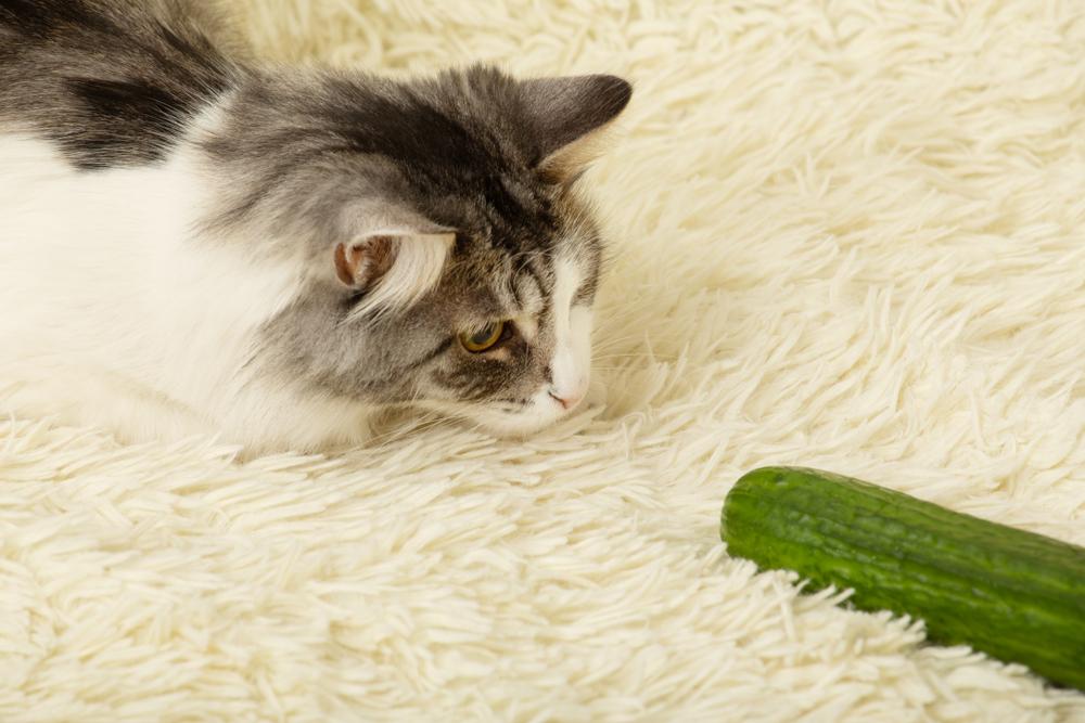 cat plays with cucumber