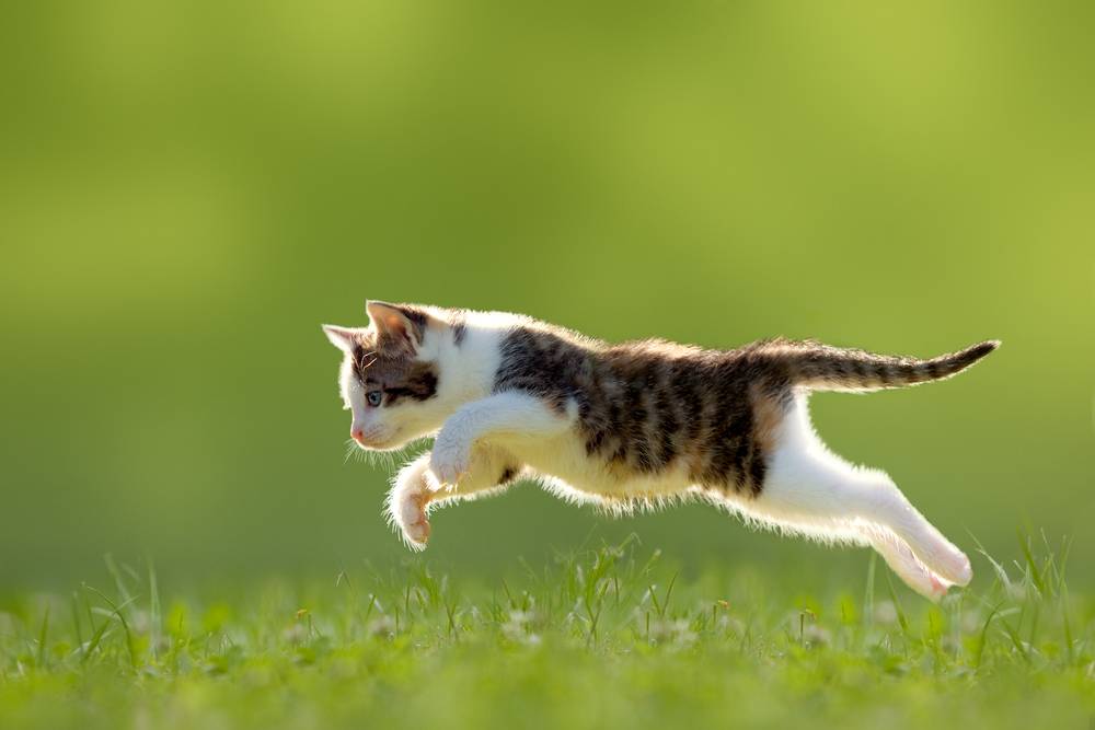 The image portrays a dynamic scene of a cat in mid-pounce.