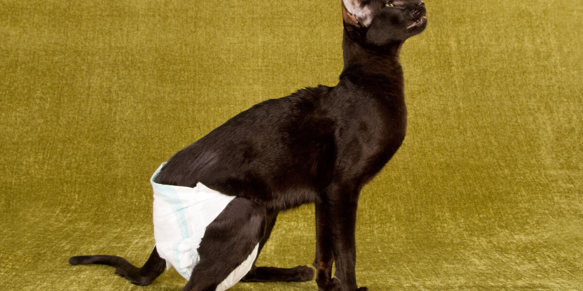 Cat wearing a protective diaper