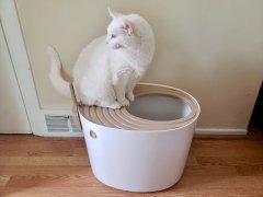 cat sitting in the top of IRIS top entry cat litter box
