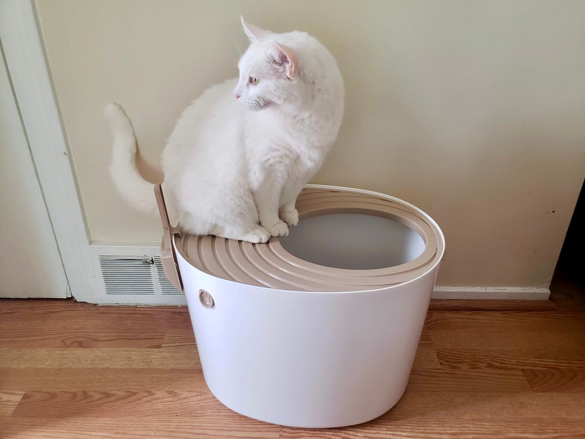 cat sitting in the top of IRIS top entry cat litter box