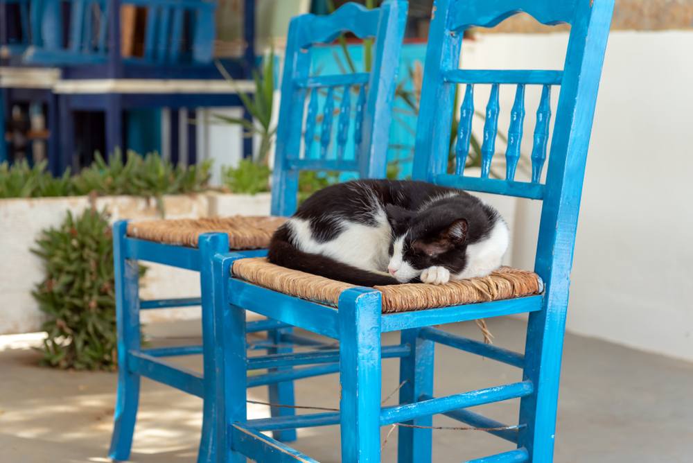 cat sleeping in a blue chair