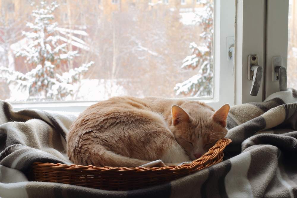 el gato duerme en una canasta cerca de la ventana en invierno.